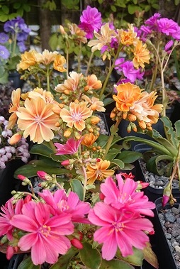 Lewisia cotyledon hybrids - 8cm pot 